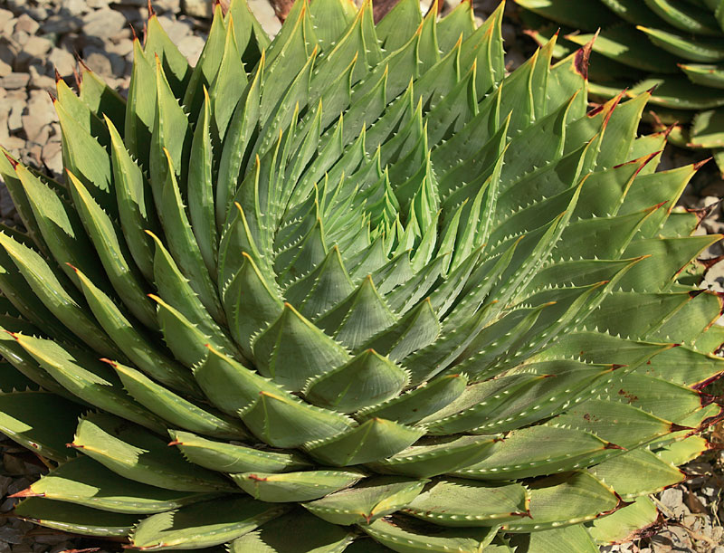 Aloe polyphylla